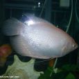 招財魚(黃金戰船) 招財魚(黃金戰船)