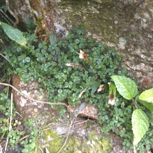 Peperomia spathophylla