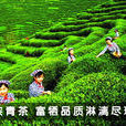 陝青茶 陝青茶