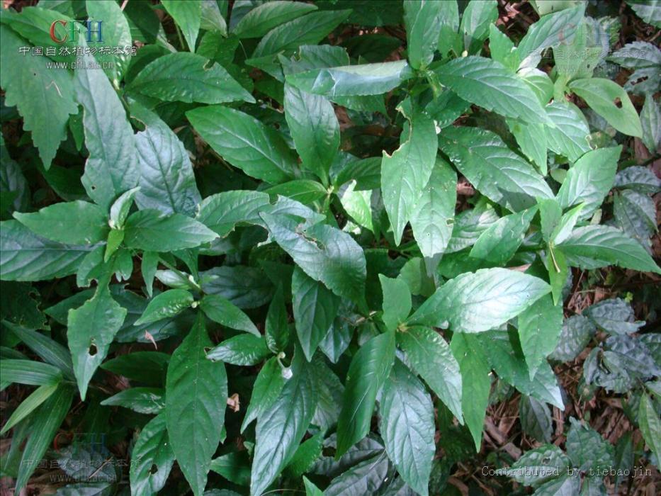 飛來藍(爵床科蘆莉草屬植物) 飛來藍(爵床科蘆莉草屬植物)