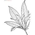 茶槁楠 茶槁楠
