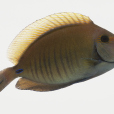 雙斑刺尾魚(褐斑刺尾鯛) 雙斑刺尾魚(褐斑刺尾鯛)