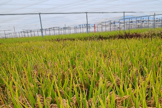 中嘉3號 中嘉3號