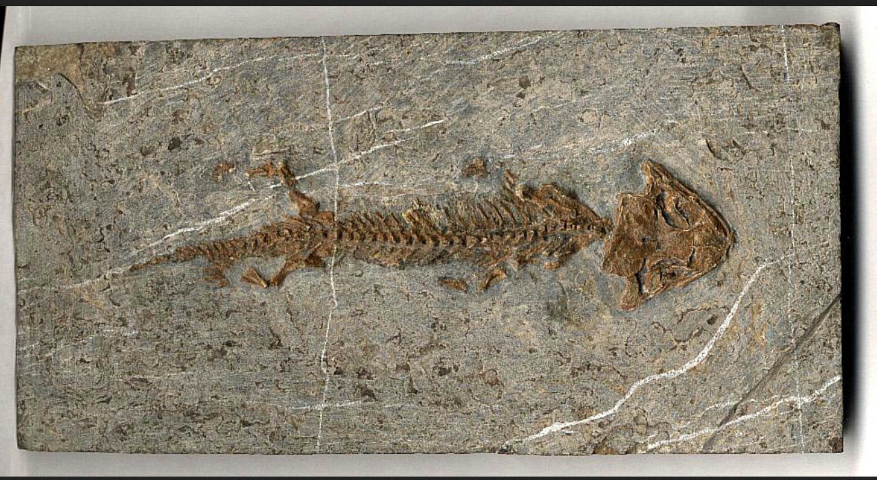 裂口鯊化石