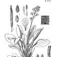 藏芥屬 藏芥屬