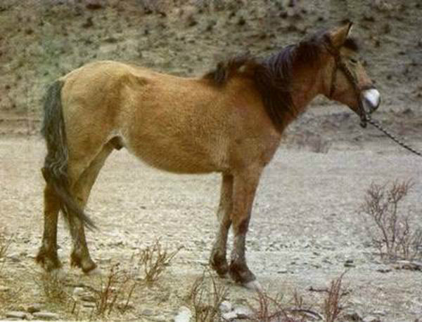 藏馬(馬匹品種)