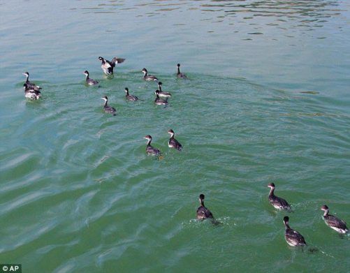 獲救的水鳥被放歸到附近的湖泊