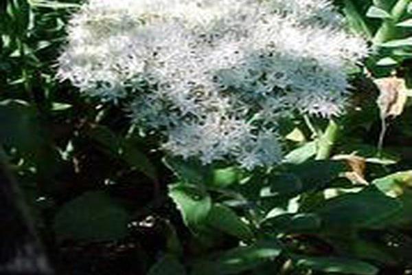 Hylotelephium spectabile \x27Stardust\x27 Hylotelephium spectabile \x27Stardust\x27