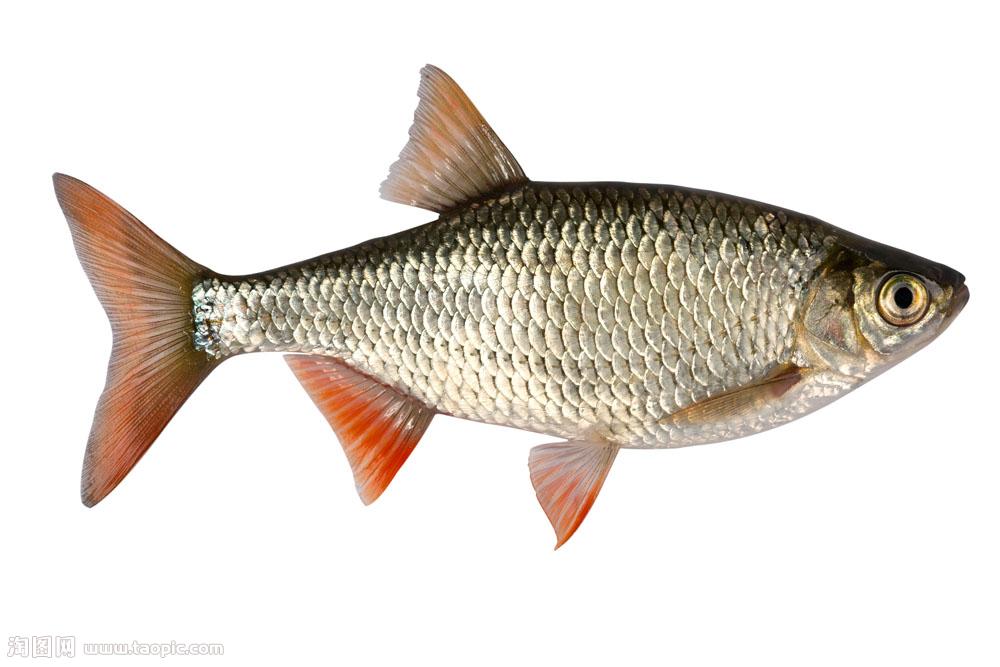 淡水魚 簡述 分類 構造 體色 器官 食物 生長習性 游泳方式 繁殖 本能 保護 中文百科全書