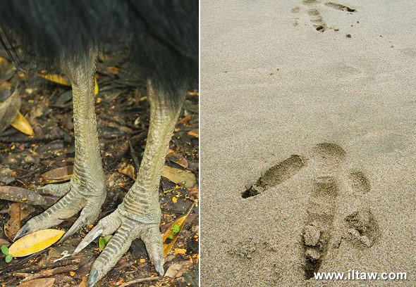 雙垂鶴駝的腳爪與足跡