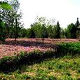 綠堤公園 綠堤公園