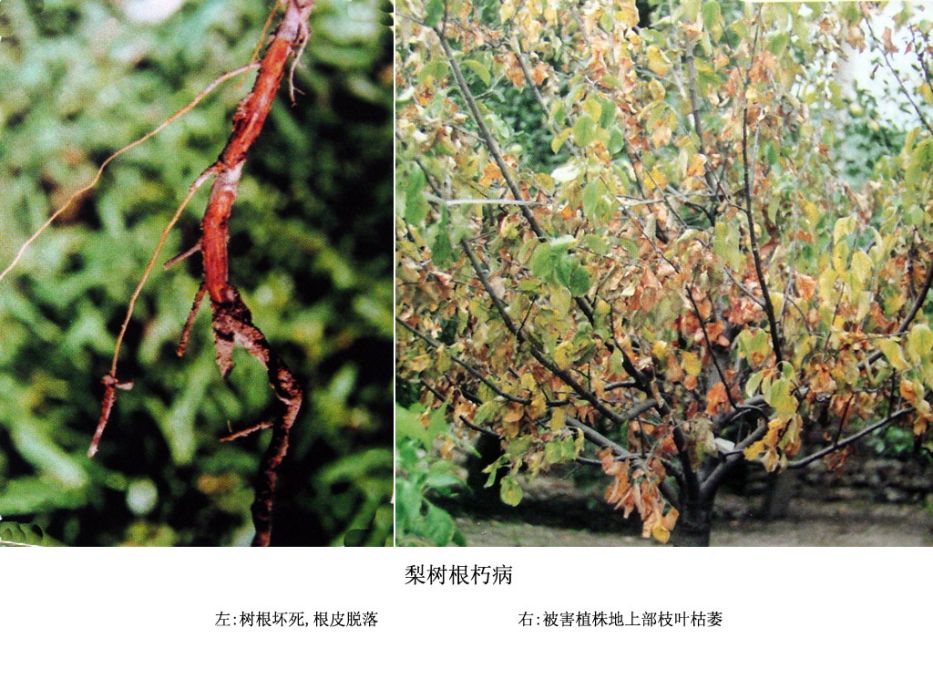 梨根朽病 梨根朽病