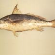 團頭叫姑魚(鈍頭叫姑魚) 團頭叫姑魚(鈍頭叫姑魚)