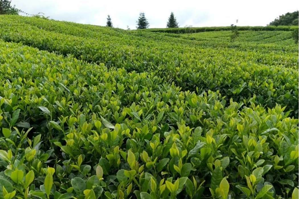 茶仔林村 茶仔林村