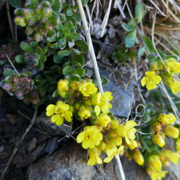 Alyssum cacuminum
