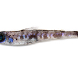 日本青眼魚 日本青眼魚