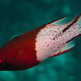 似花普提魚