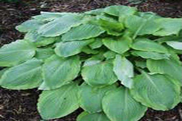 Hosta \x27Key Lime Pie\x27