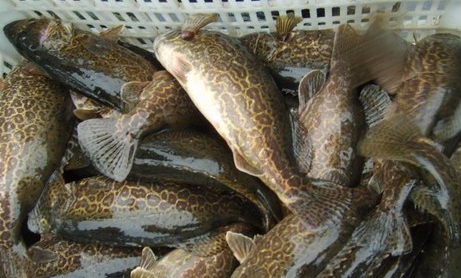 養殖鱖魚技術