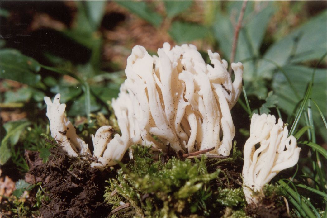 皺鎖瑚菌 皺鎖瑚菌