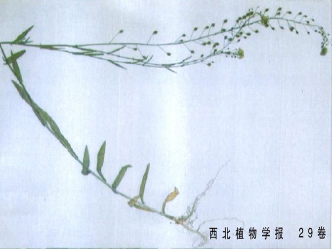 小果薺(小果亞麻薺) 小果薺(小果亞麻薺)