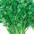 香菜(多種植物的別稱) 香菜(多種植物的別稱)