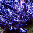 芽狀鹿角珊瑚