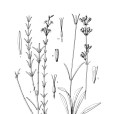 昭蘇蠅子草 昭蘇蠅子草