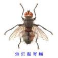 燦爛溫寄蠅 燦爛溫寄蠅