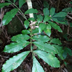 Davidsonia johnsonii