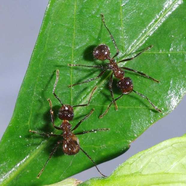 褐色脊紅蟻