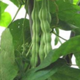 矮豇豆 矮豇豆
