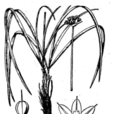疏花韭 疏花韭