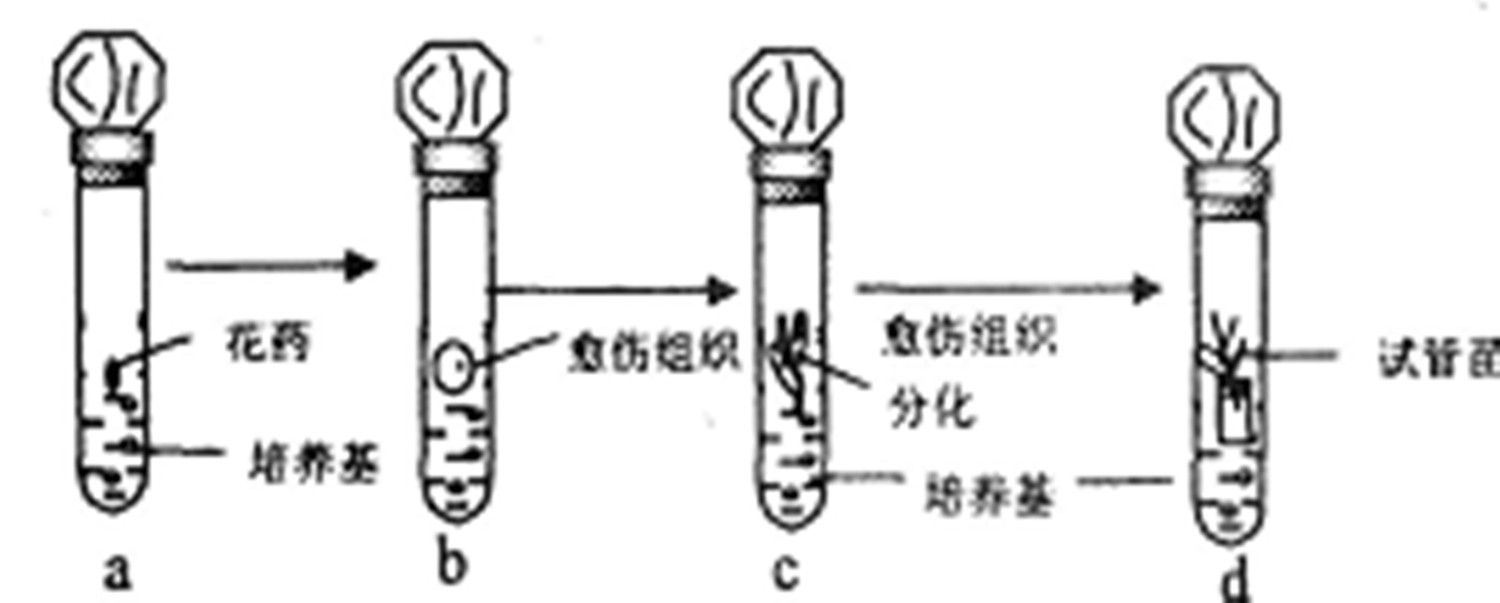 種子培養基