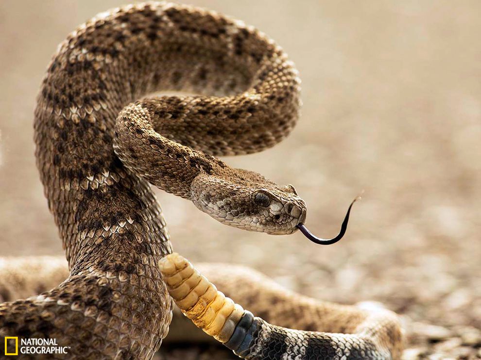 響尾蛇(管牙類毒蛇)