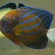 環紋刺蓋魚 環紋刺蓋魚