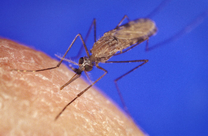 甘比亞瘧蚊