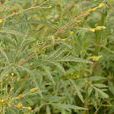 小花鬼針草 小花鬼針草