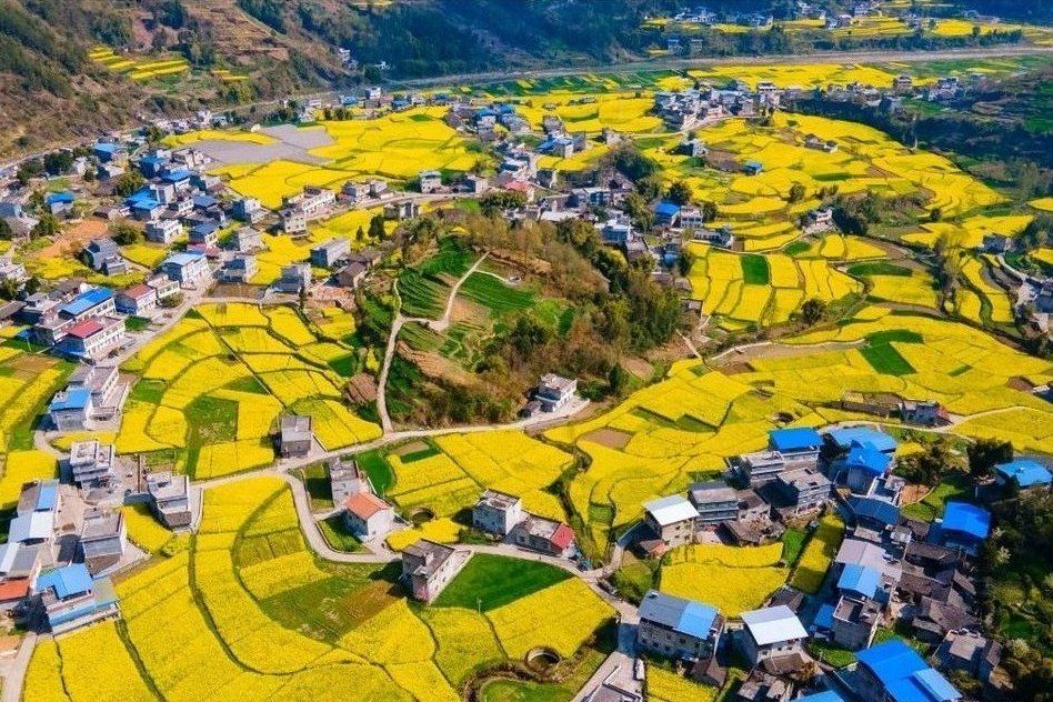 厚壩村 厚壩村