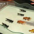 年年有魚 年年有魚