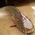 鯰魚(魚類名稱)