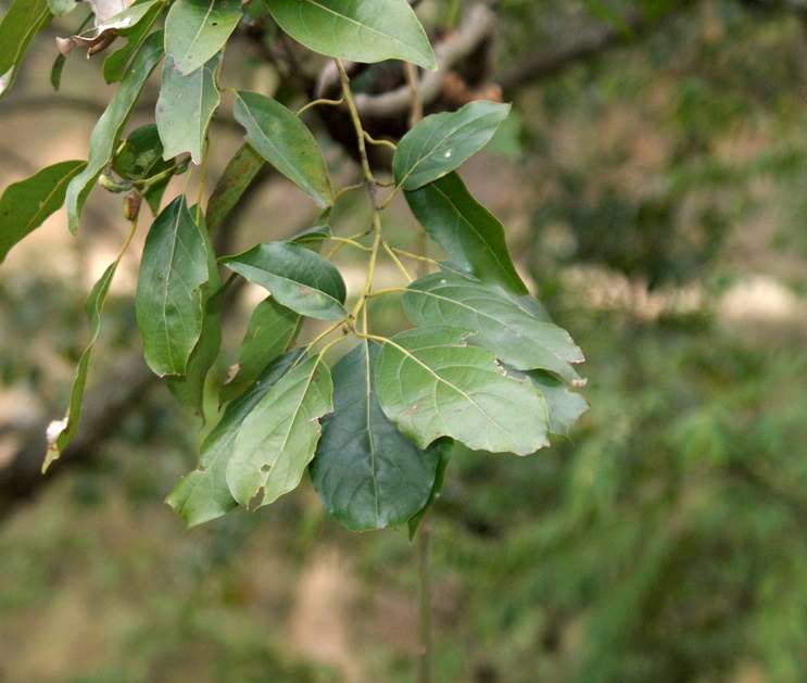 米槁(樟科樟屬植物) 米槁(樟科樟屬植物)