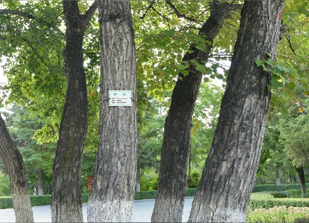 紫椴無性系-01 紫椴無性系-01