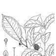 細萼茶 細萼茶