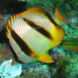 霍氏蝴蝶魚