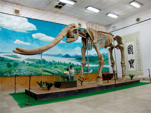 展覽中的黃河古象化石
