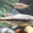 溫州光唇魚 溫州光唇魚