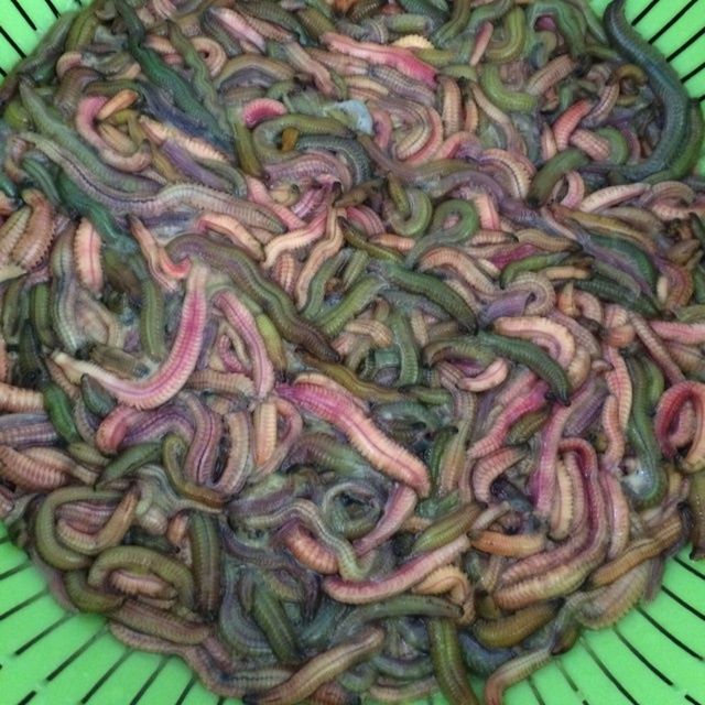 蛋炒禾蟲