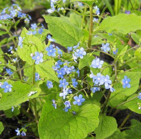 Brunnera macrophylla \x27Spring Yellow\x27 Brunnera macrophylla \x27Spring Yellow\x27