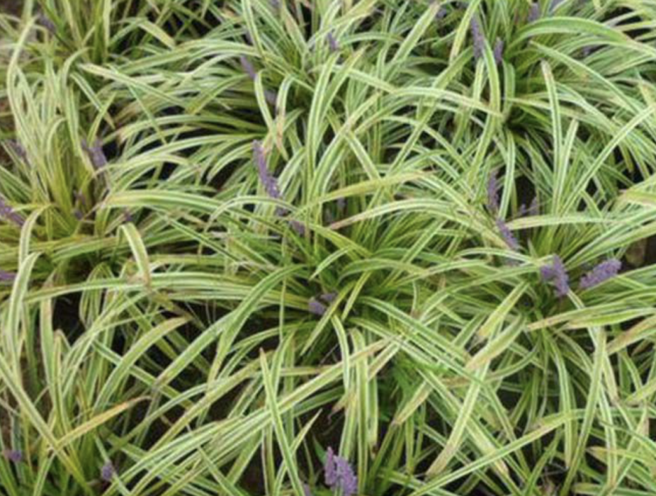 大葉沿階草(百合科沿階草屬植物) 大葉沿階草(百合科沿階草屬植物)